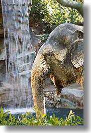 images/UnitedStates/Nevada/LasVegas/Hotels/Mirage/Animals/Elephants/asian-elephant-1.jpg