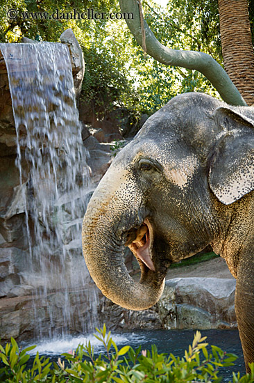 asian-elephant-2.jpg