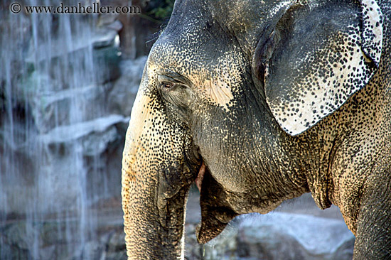 asian-elephant-3.jpg