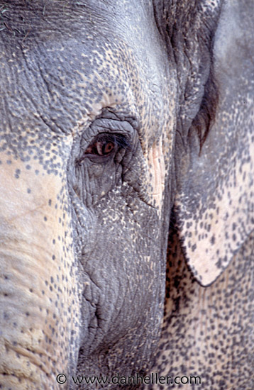 elephant01.jpg