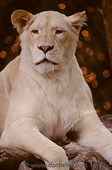 lion04.jpg