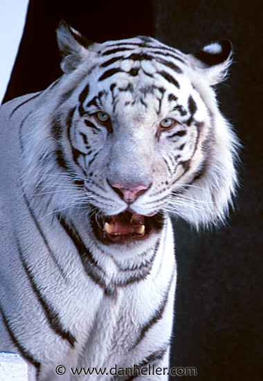 tiger04.jpg