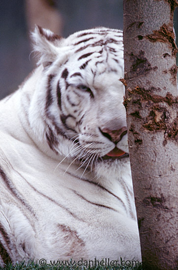 tiger06.jpg