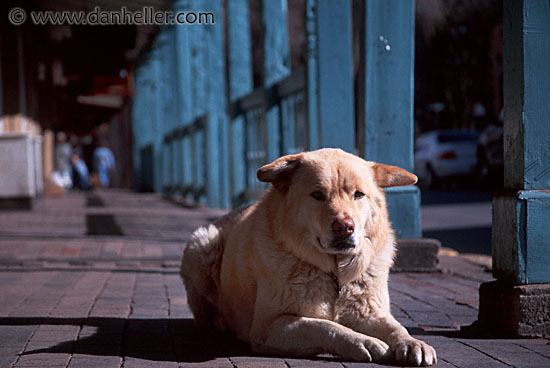 sidewalk-pooch.jpg