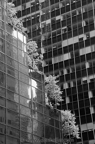 bldg-trees-bw.jpg