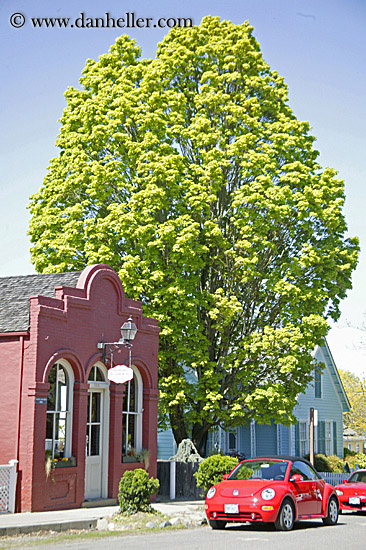 tree-vw-bug-bldg.jpg