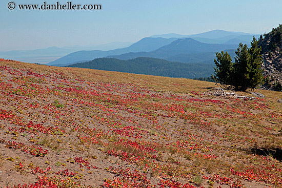 red-plants-n-landscape-1.jpg