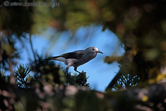 bird-in-tree-1.jpg