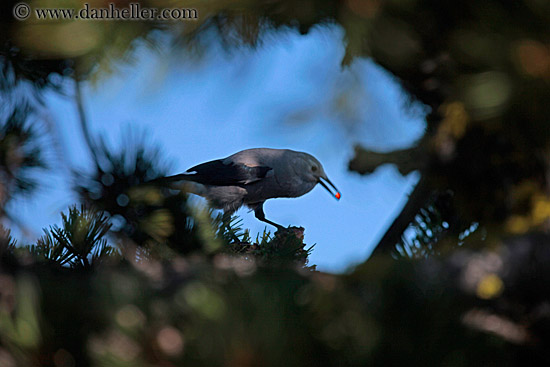 bird-in-tree-3.jpg