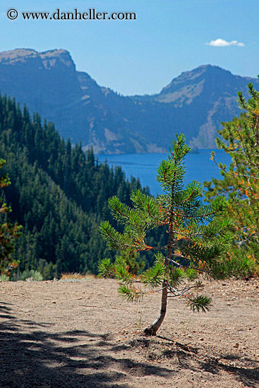 tree-n-lake-view-01.jpg