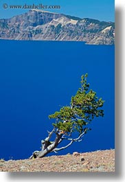 images/UnitedStates/Oregon/CraterLake/Vegetation/tree-n-lake-view-02.jpg