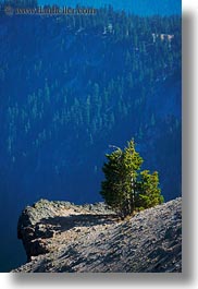 images/UnitedStates/Oregon/CraterLake/Vegetation/trees-03.jpg