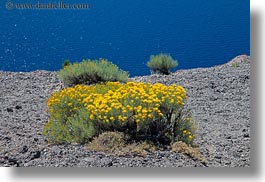 images/UnitedStates/Oregon/CraterLake/Vegetation/yellow-flowers-02.jpg