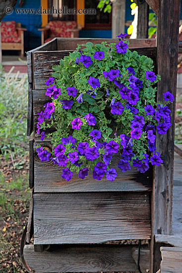 purple-flowers.jpg