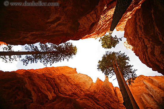 tree-in-canyon-06.jpg