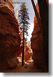 images/UnitedStates/Utah/BryceCanyon/Canyon/tree-in-canyon-07.jpg
