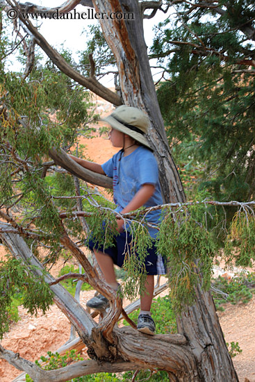 jack-in-tree.jpg