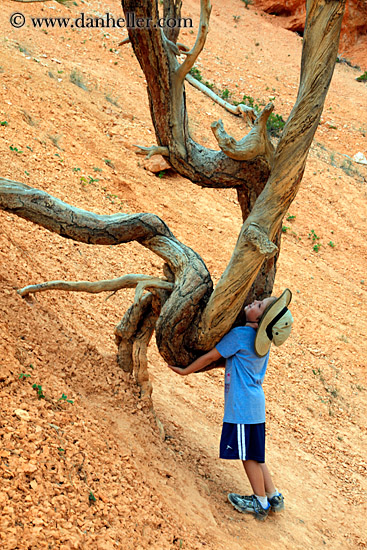 jack-lifting-tree-01.jpg