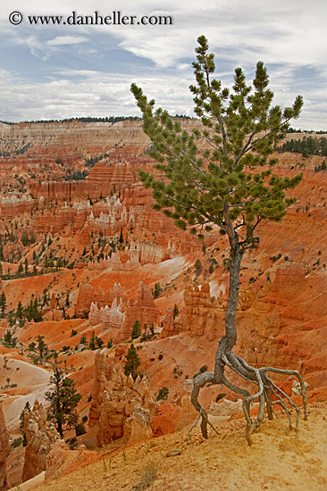 tree-n-scenic-05.jpg