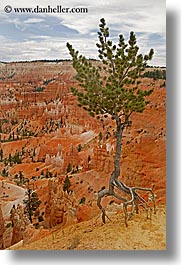 images/UnitedStates/Utah/BryceCanyon/Scenics/tree-n-scenic-05.jpg