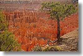 images/UnitedStates/Utah/BryceCanyon/Scenics/tree-n-scenic-07.jpg