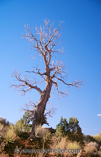 tree06.jpg