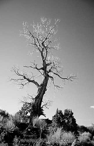 tree06-bw.jpg