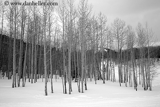 snowy-aspens-01.jpg