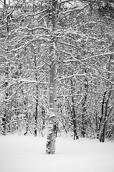 snowy-aspens-03.jpg