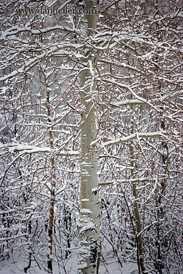 snowy-aspens-04.jpg