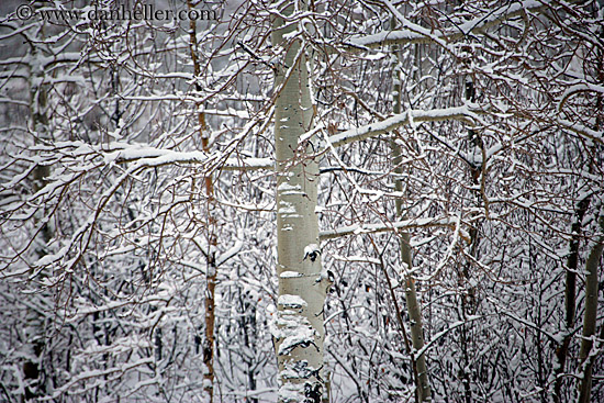 snowy-aspens-05.jpg