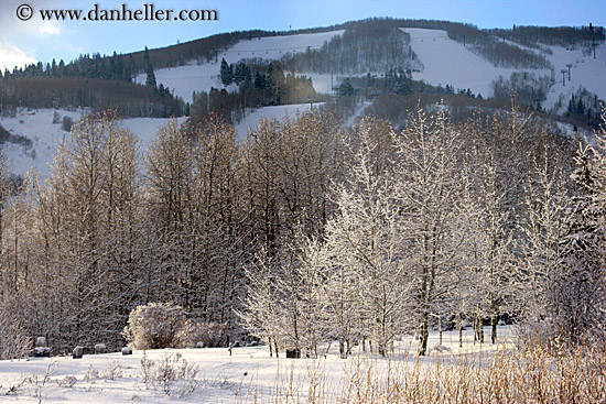 snowy-aspens-06.jpg