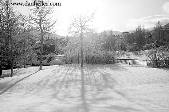 snowy-aspens-09.jpg