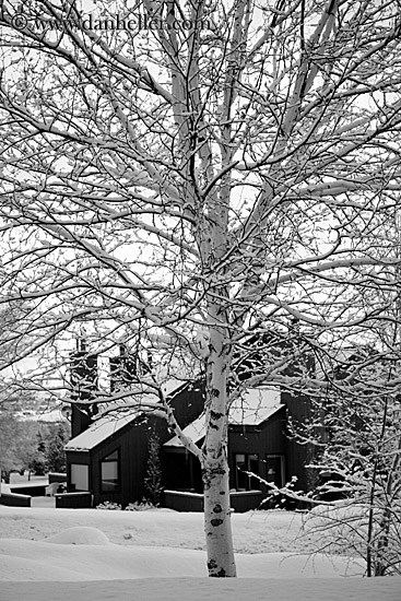 snowy-aspens-10.jpg