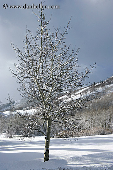 snowy-aspens-12.jpg