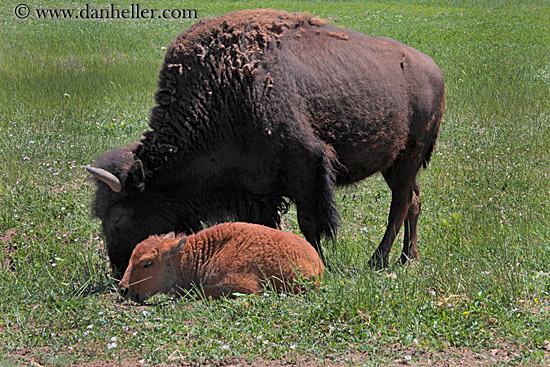 baby-buffalo-1.jpg