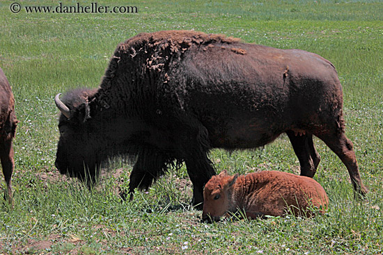 baby-buffalo-2.jpg