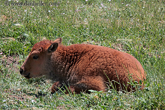 baby-buffalo-3.jpg