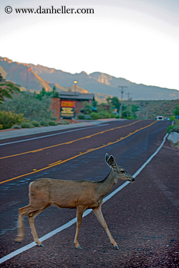 deer-crossing-road.jpg