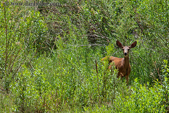 deer-in-shrubs.jpg