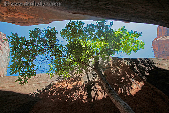 tree-between-narrow-rocks-1.jpg