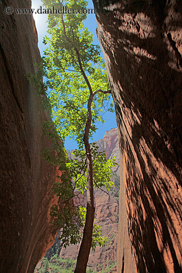 tree-between-narrow-rocks-2.jpg