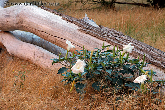 flowers-n-log-03.jpg