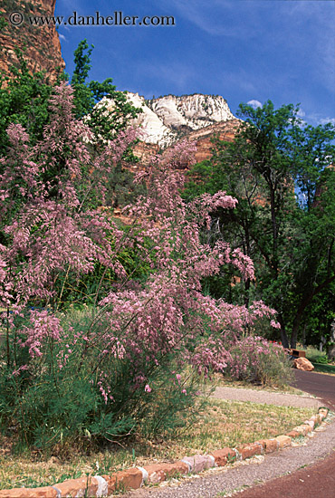 pink-flowers.jpg