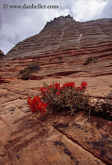 red-flowers-on-checkerboard-mtn.jpg