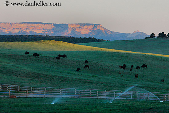 buffalo-n-cliffs-w-sprinklers-1.jpg