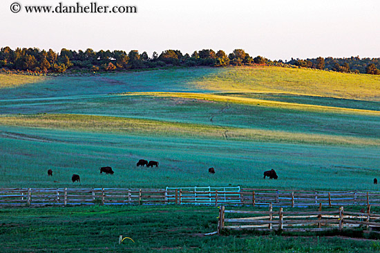 buffalo-n-landscapes-2.jpg