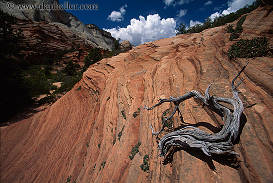 dead-branch-on-wave-rock.jpg