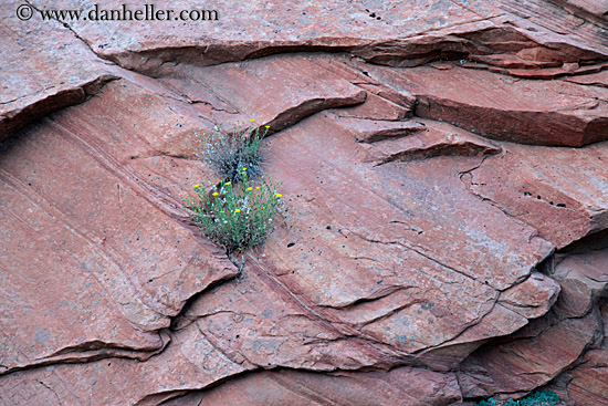 plants-growing-on-rock-12.jpg