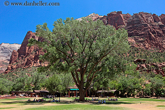 big-tree-n-mtns.jpg